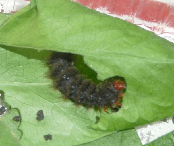 Bruco di Melitaea Cinxia?